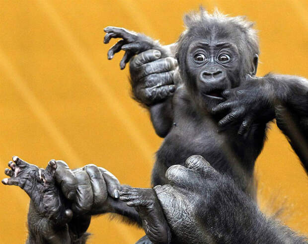 Новорожденный детеныш гориллы в парке в Кантабрии, Испания