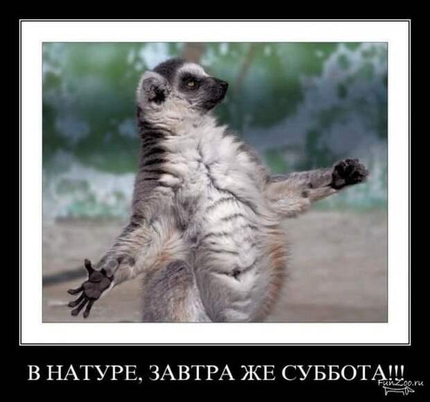 Коллекция весёлых картинок про субботу