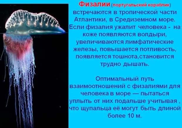Самая опасная медуза в мире (Топ-5)
