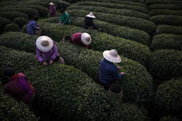 Где производят четвертую часть всего чая в мире