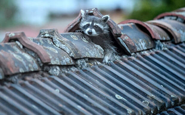 Животные в фотографиях