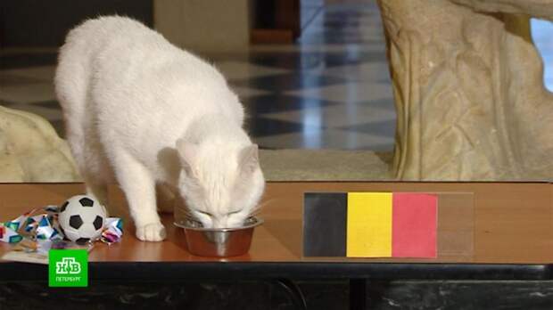 Эрмитажный оракул предсказал победу Бельгии в матче против Финляндии