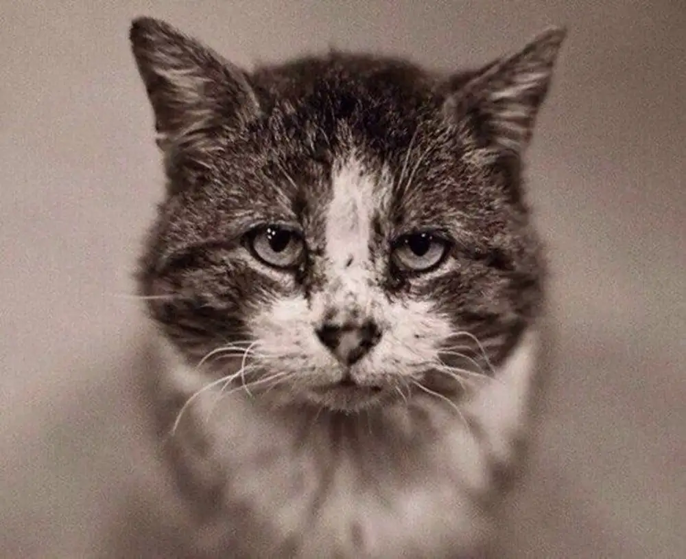 Это был просто уродливый кот микротема 2. Бездомный кот.