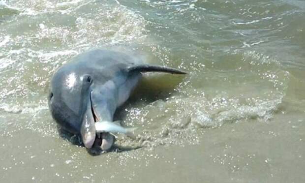 Аттракцион неслыханной жадности: дельфины выбрасываются за рыбой на берег