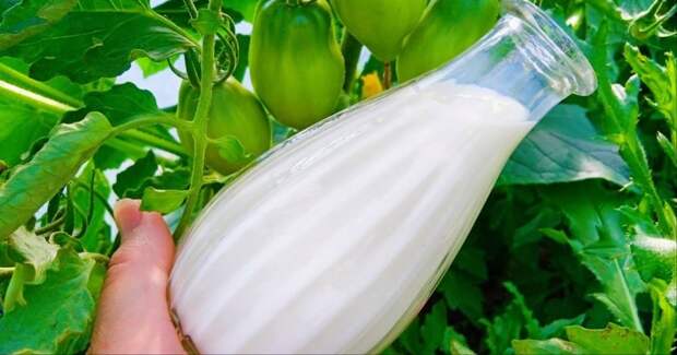 Сильнейшая органическая добавка для томатов, огурцов и перца! Эффективный способ увеличить урожай