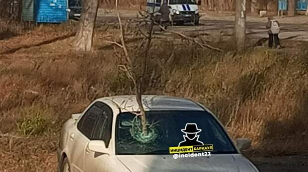 В Барнауле огромная ветка проткнула автомобиль во время сильного ветра