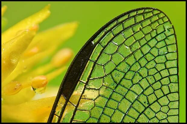 insects27 insects27 Портреты насекомых