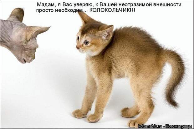 Лучшие котоматрицы недели (50 фото) Лучшие котоматрицы недели (50 фото)