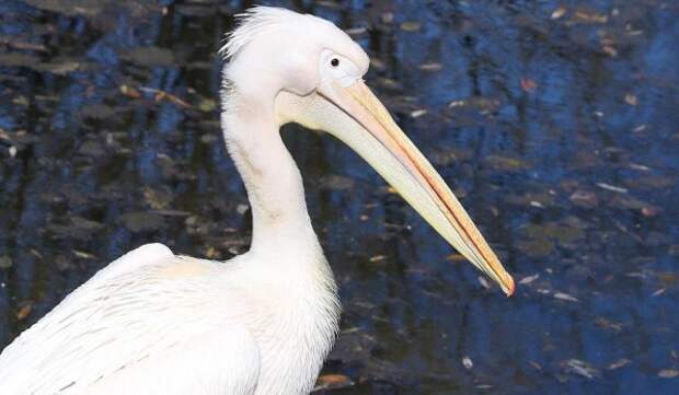 Три розовых пеликана и белоголовый сип прибыли в Московский зоопарк