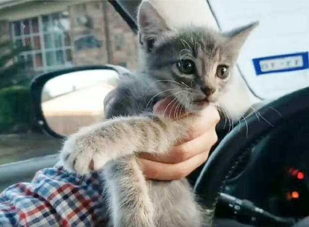 Котенок в машине