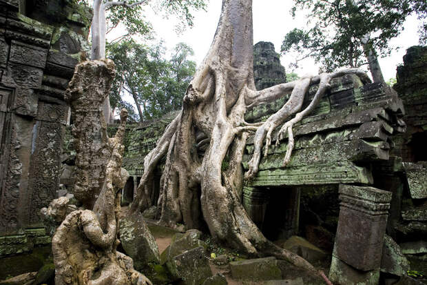 храм Та Пром (Ta Prohm), 