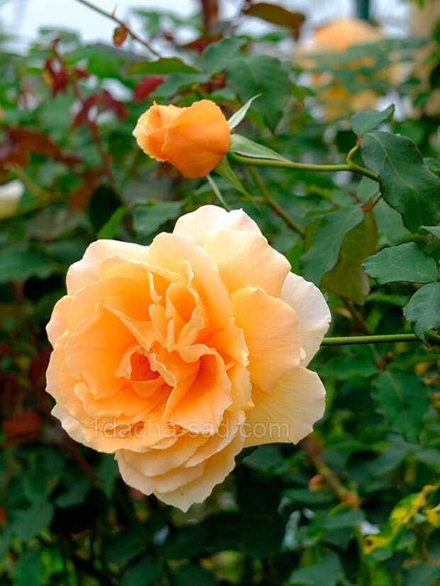 Фото шикарных роз из королевского парка 16