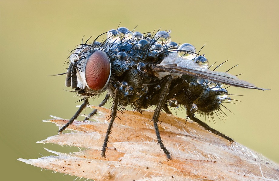 insects49 insects49 Портреты насекомых