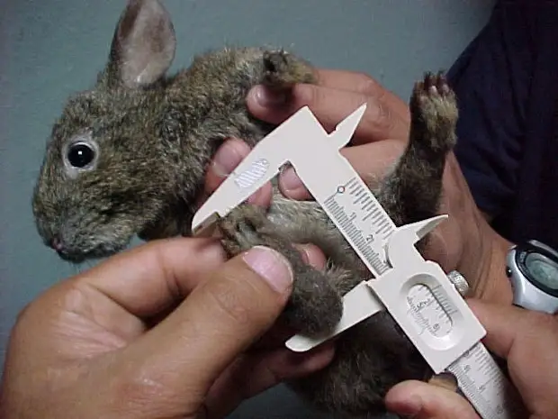 Эй, человек, ты знаешь, что приближаться с линейкой к таким интимным частям тела как минимум неприлично?! 