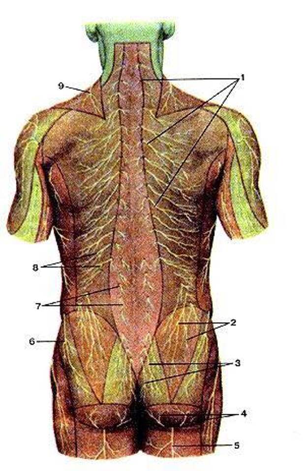 Органы человека со стороны спины фото