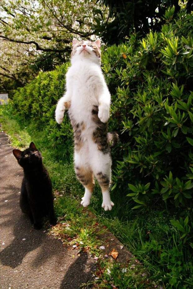 Неотразимые котэ