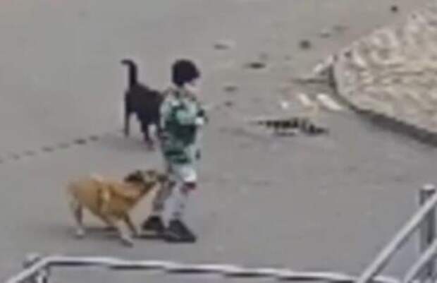 Собака напала на мальчика в Краснодаре