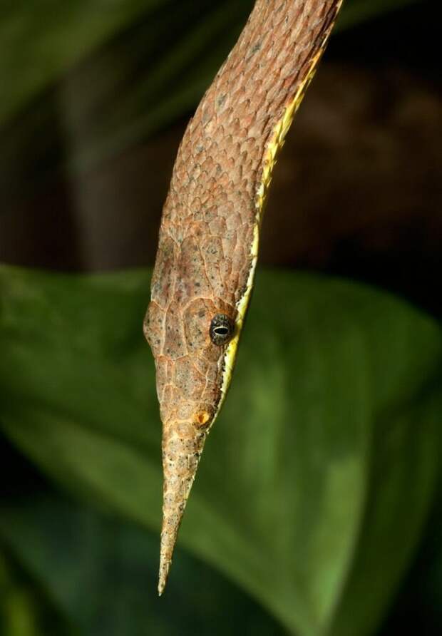 Мадагаскарская листоносая змея животные, интересное, мир, носатые, природа, фауна