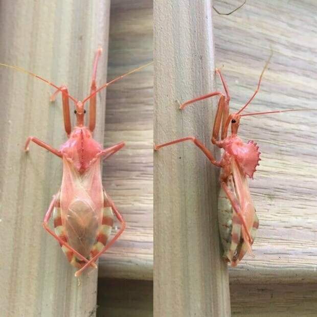 Необычные жуки-убийцы (хищнецы) розового цвета визуальный контент, интересно, интересно и познавательно, интересные кадры, познавательно, со всего мира, факты, хочу все знать