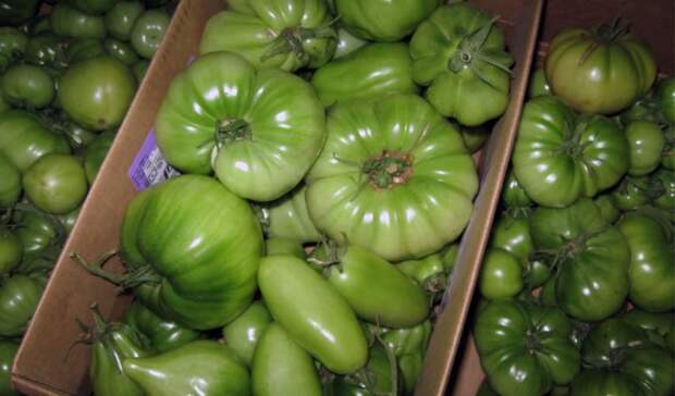 «Не кладите их на подоконник!»: три простых и эффективных способа дозревания зеленых помидоров