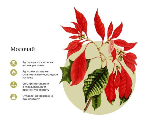 Самые ядовитые комнатные растения