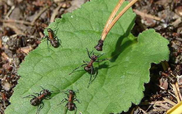 Как спасти сад от муравьев: простое и эффективное средство заставит их исчезнуть за несколько секунд