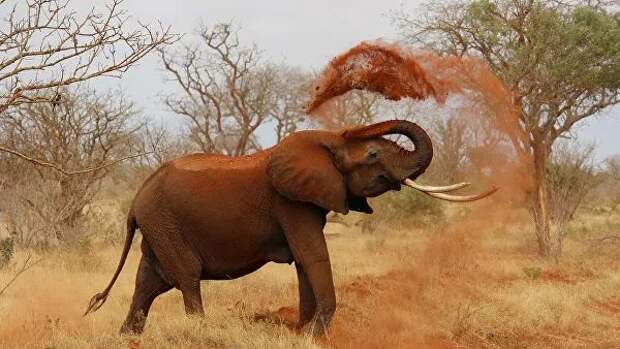 В Африке слон убил туриста в палаточном лагере