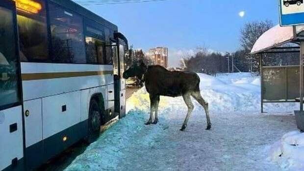 В Подмосковье лось захотел прокатиться в общественном транспорте