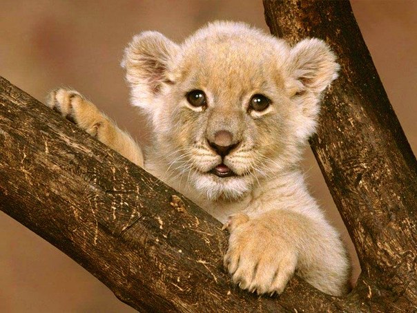 25 коротких фактов о животных