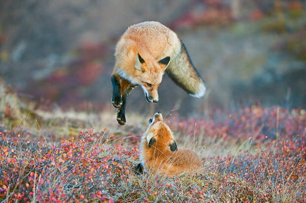 Рыжая лиса, Национальный парк Денали, Аляска