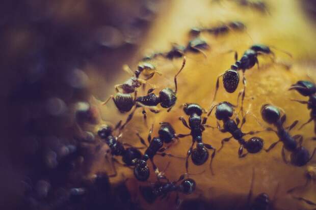 Борьба с муравьями в саду: секреты использования нашатырного спирта