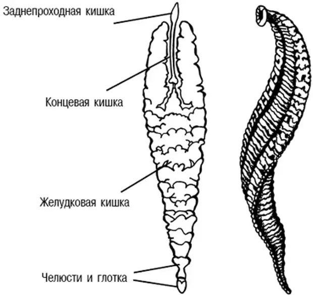 Внутреннее строение пиявки