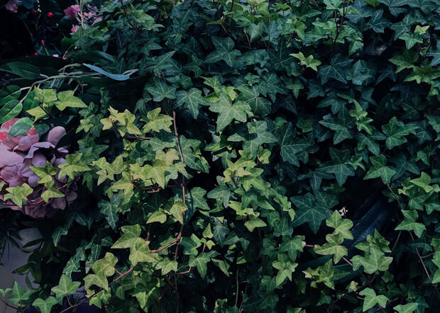 Алена Троицкая, «Зеленая линия, №22»