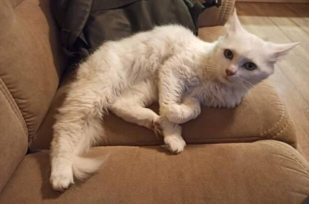 Друзья ищут кота погибшего на Ладоге туриста Климакова