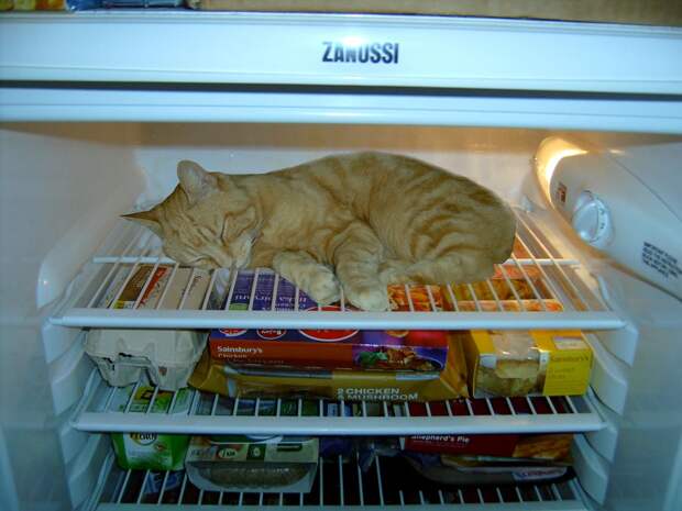 catfridge07 Коты в холодильниках