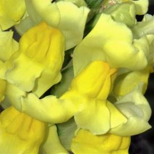 Львиный зев (Antirrhinum)