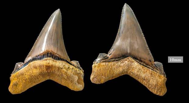 Образцы зубов большой зубчатой узкозубой акулы акула, акулы, доисторические животные, морские обитатели, наука, находки, палеонтология, ученые