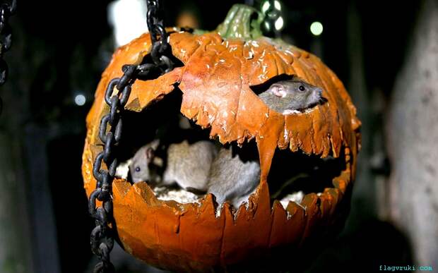 Накануне Хэллоуина смотрители развесили 1600 тыкв в «Лондонской темнице» - интерактивном музее средневековых ужасов, который располагается на Тули-стрит. Праздничный сезон продлится до среды 5 ноября.