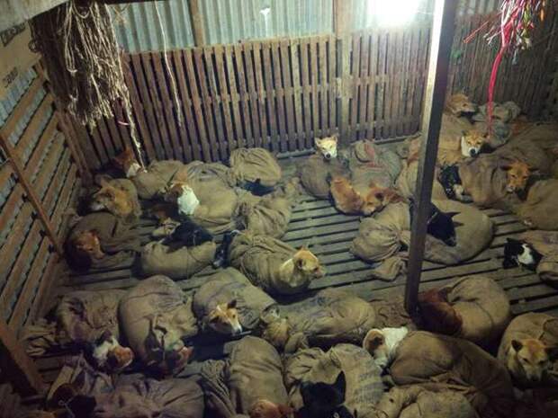 http://goodnewsanimal.ru/_nw/71/64277201.jpg