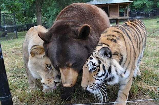 дружба диких животных