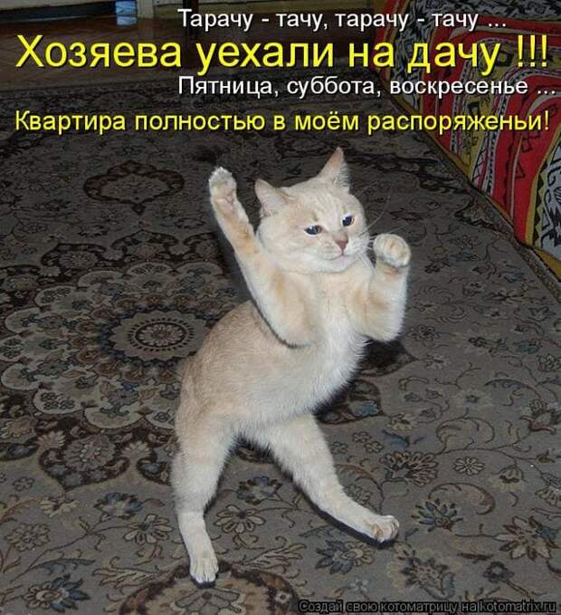 Коллекция весёлых картинок про субботу