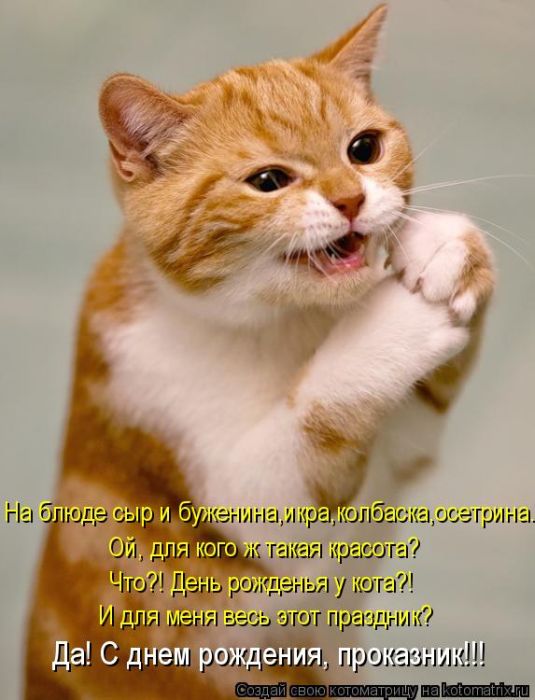 Лучшие котоматрицы недели (50 фото)