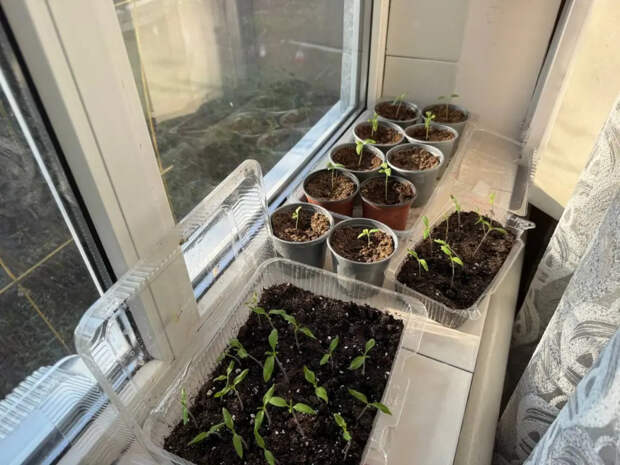Тонкие нитки вместо рассады? 6 шагов, чтобы стебли стали мощными, а не лезли в потолок