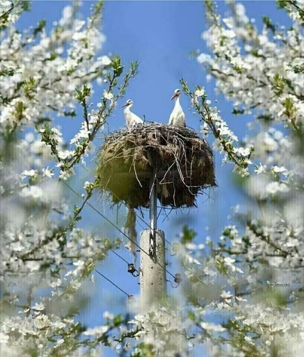 Доброе утро весна природа