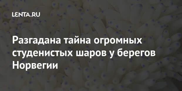 Разгадана тайна огромных студенистых шаров у берегов Норвегии