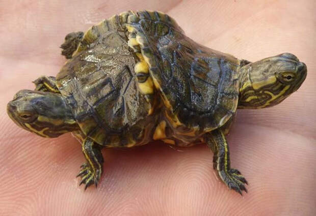 Рыбак нашёл живых черепах — сиамских близнецов Находка, Сиамские близнецы, Черепаха, Длиннопост