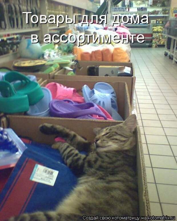 Котоматрица свежак (36 шт)