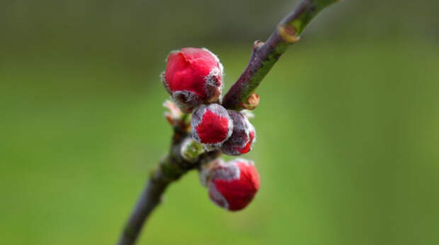 На севере Крыма упразднили карантин из-за оспы слив