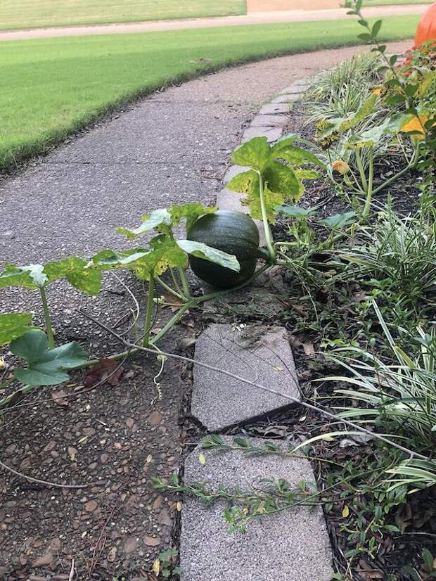 Фотография: 22 странные находки, которые вызвали у людей недоумение №14 - BigPicture.ru