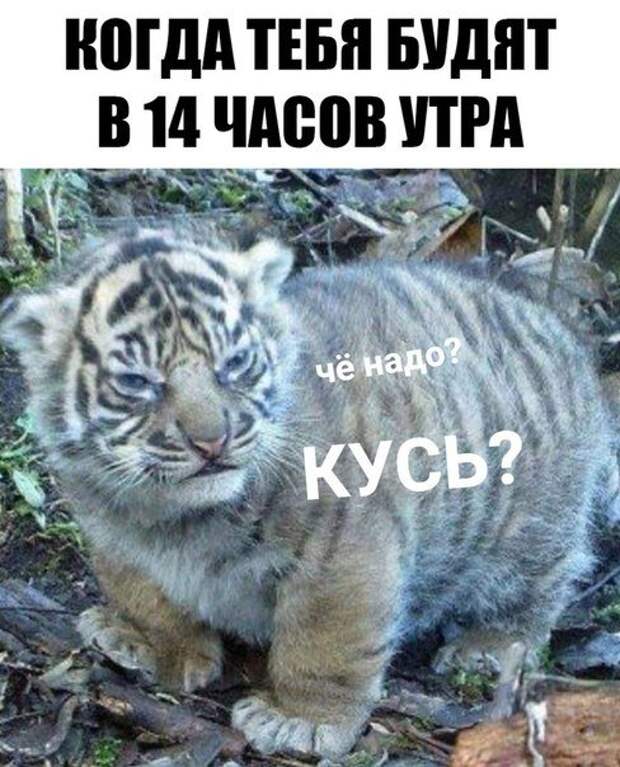Свежие прикольные фотомемы (22 шт)